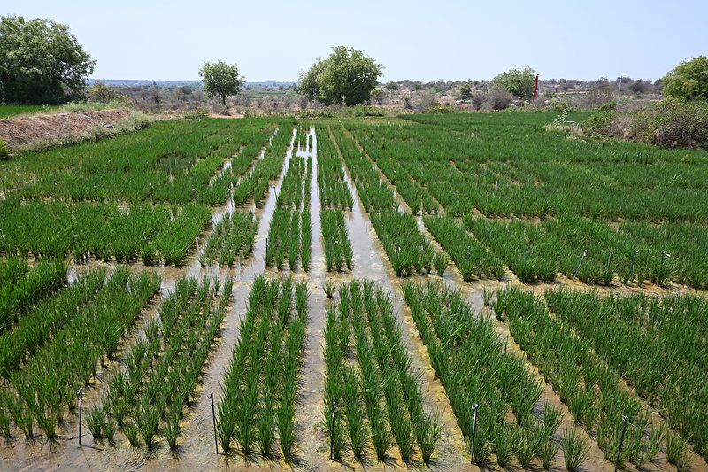 Rice trial plots transplanted in rows across a flooded field