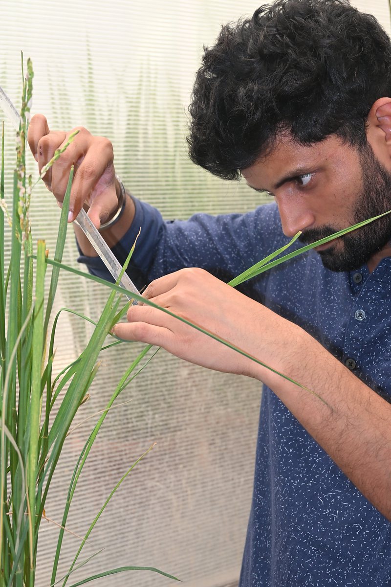 Researcher working on rice panicles by hand