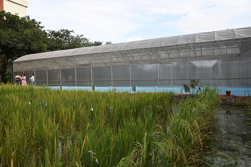 The screenhouse seen across a stand of rice