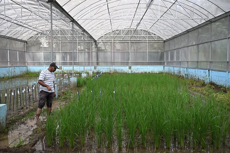 Rice plots growing inside the lab's polyhouse