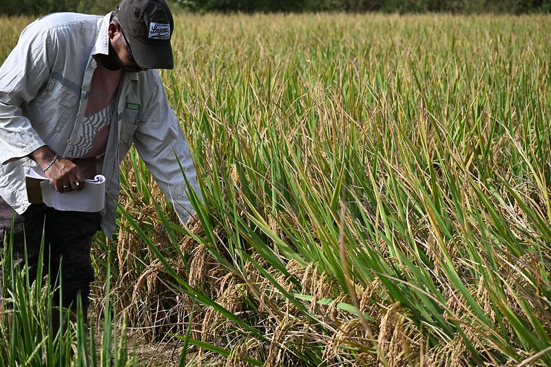 Scoring plants by hand in a mature rice field