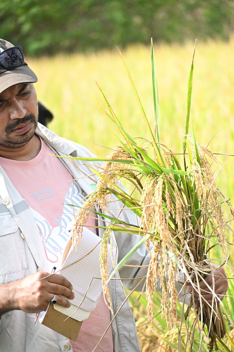 Researcher examining a rice panicle in a mature field