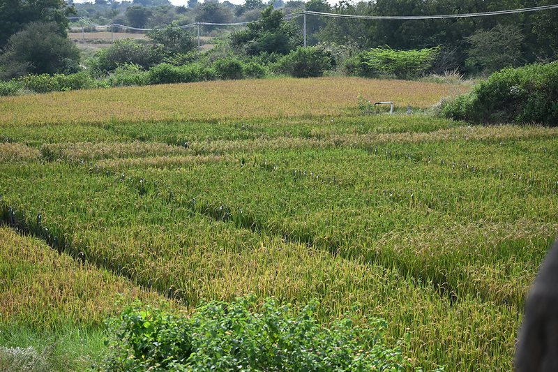 Rice trial plots ripening across a field