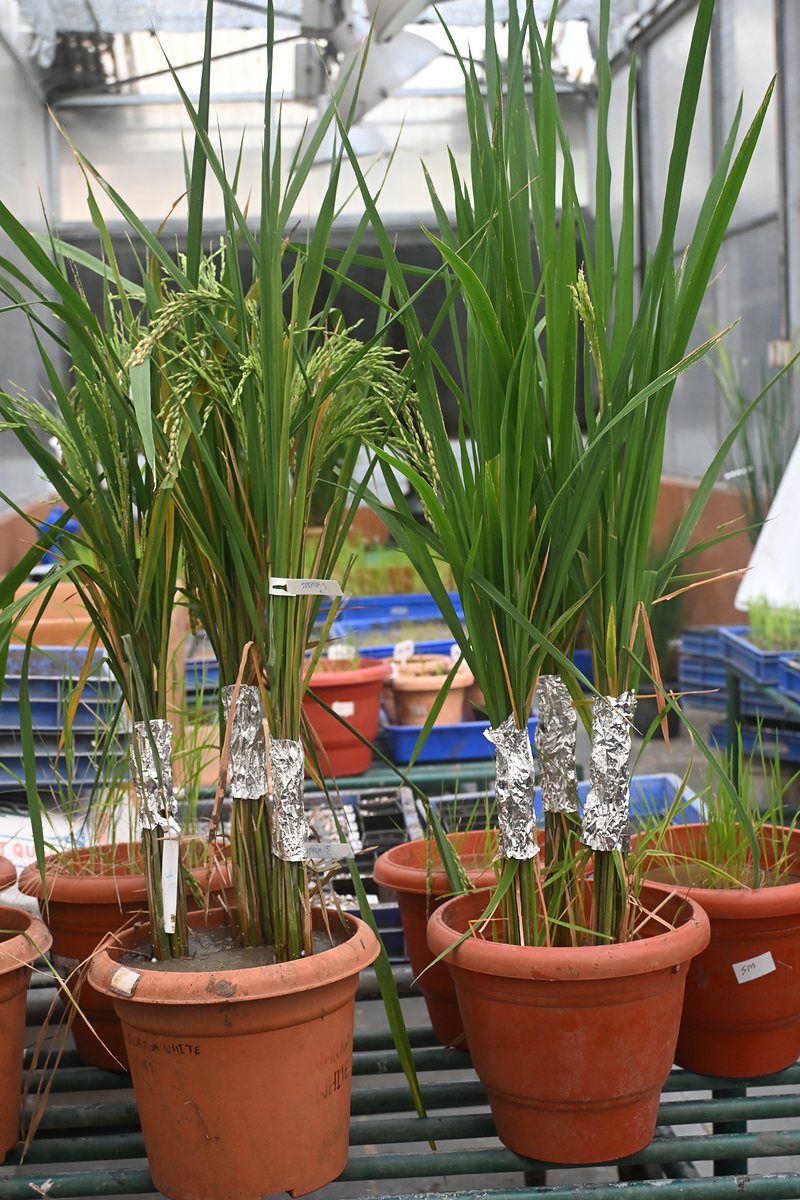 Potted rice plants with panicles bagged for controlled pollination