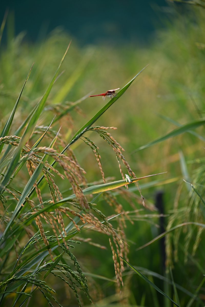 Rice panicles filling grain, with a dragonfly resting on a leaf