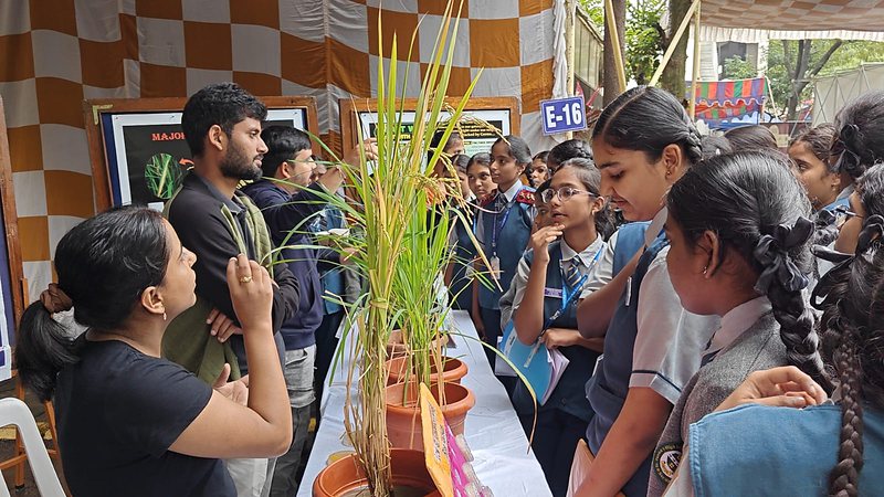 Visitors looking at potted rice plants at the outreach stall
