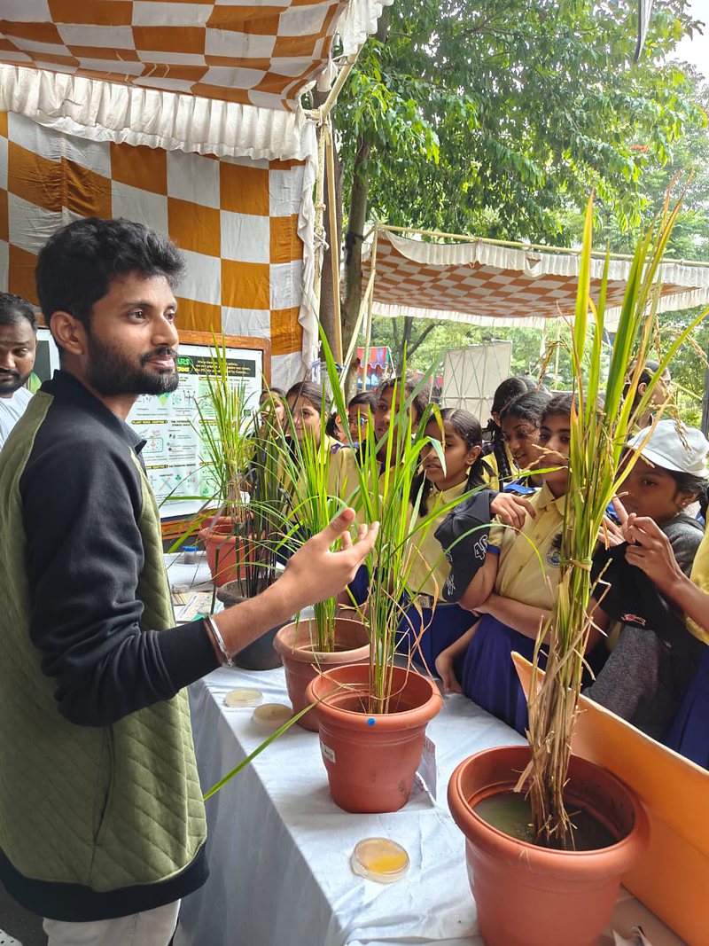 A researcher holding up a rice plant for a crowd of visitors