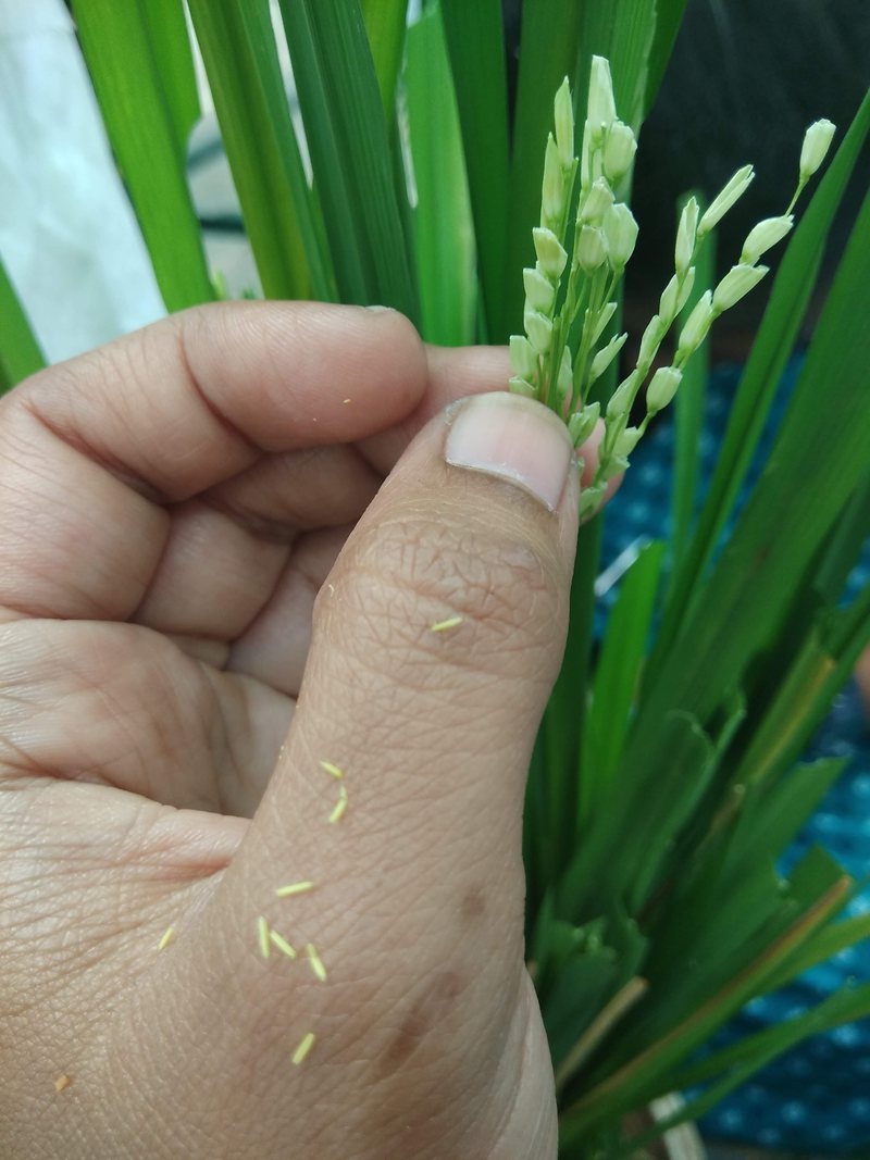 Close-up of a rice panicle prepared by hand for crossing