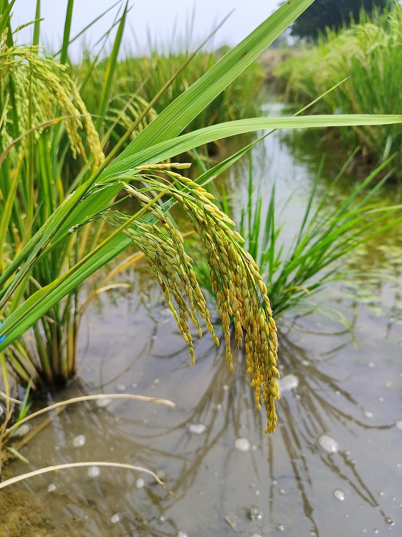 Rice panicles bending over standing water in a paddy