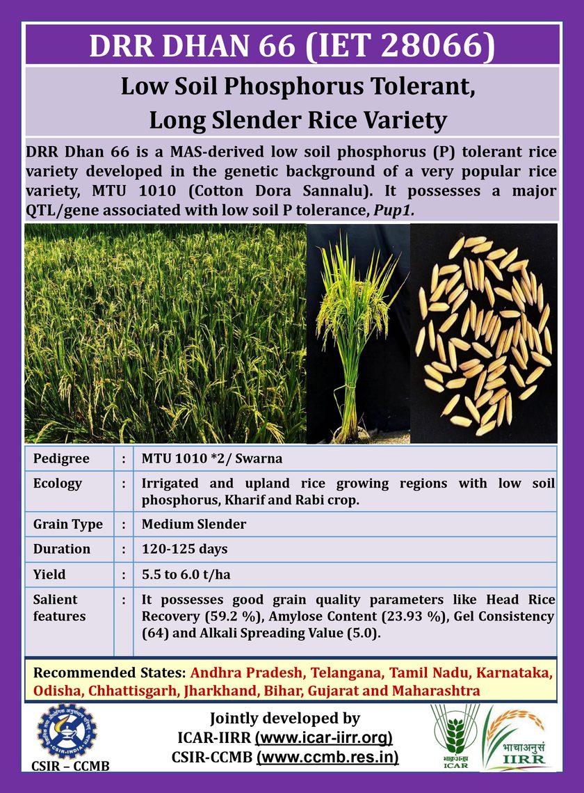 DRR Dhan 66 variety pamphlet
