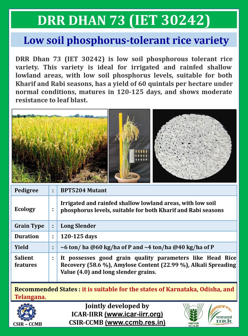 DRR Dhan 73 variety pamphlet