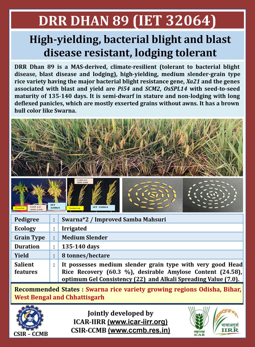DRR Dhan 89 variety pamphlet