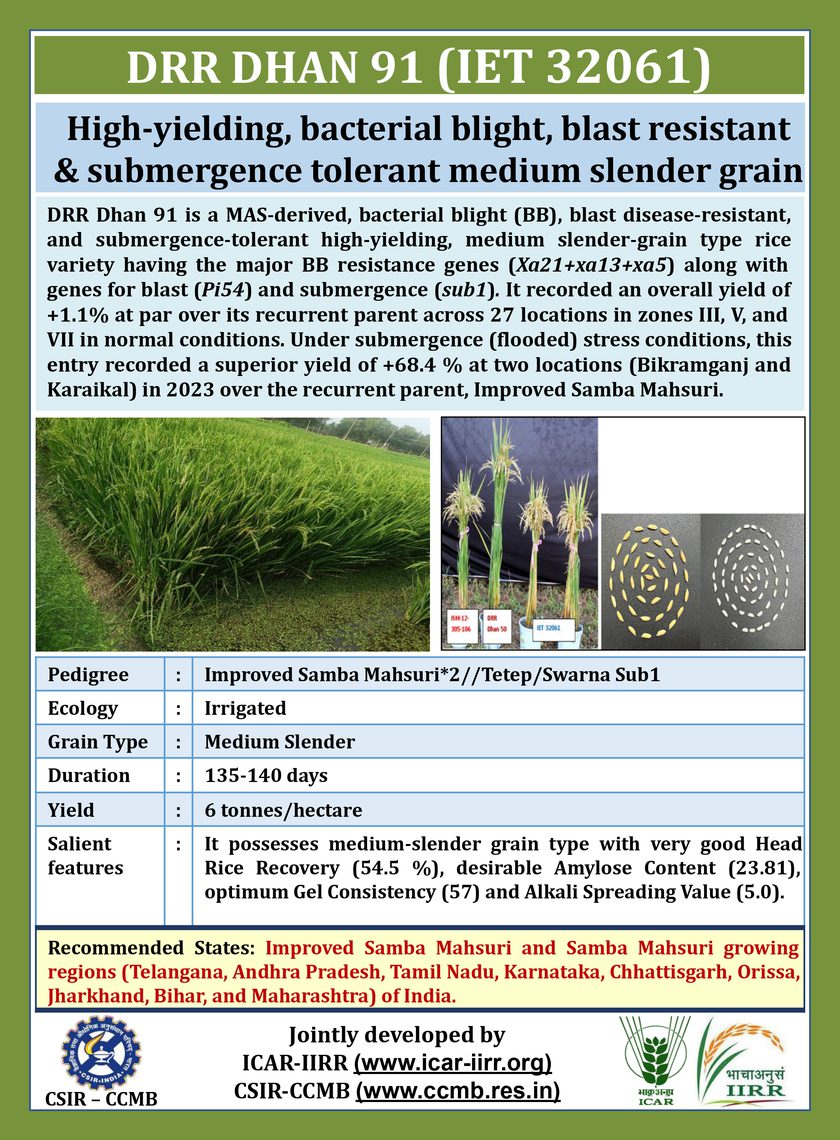 DRR Dhan 91 variety pamphlet