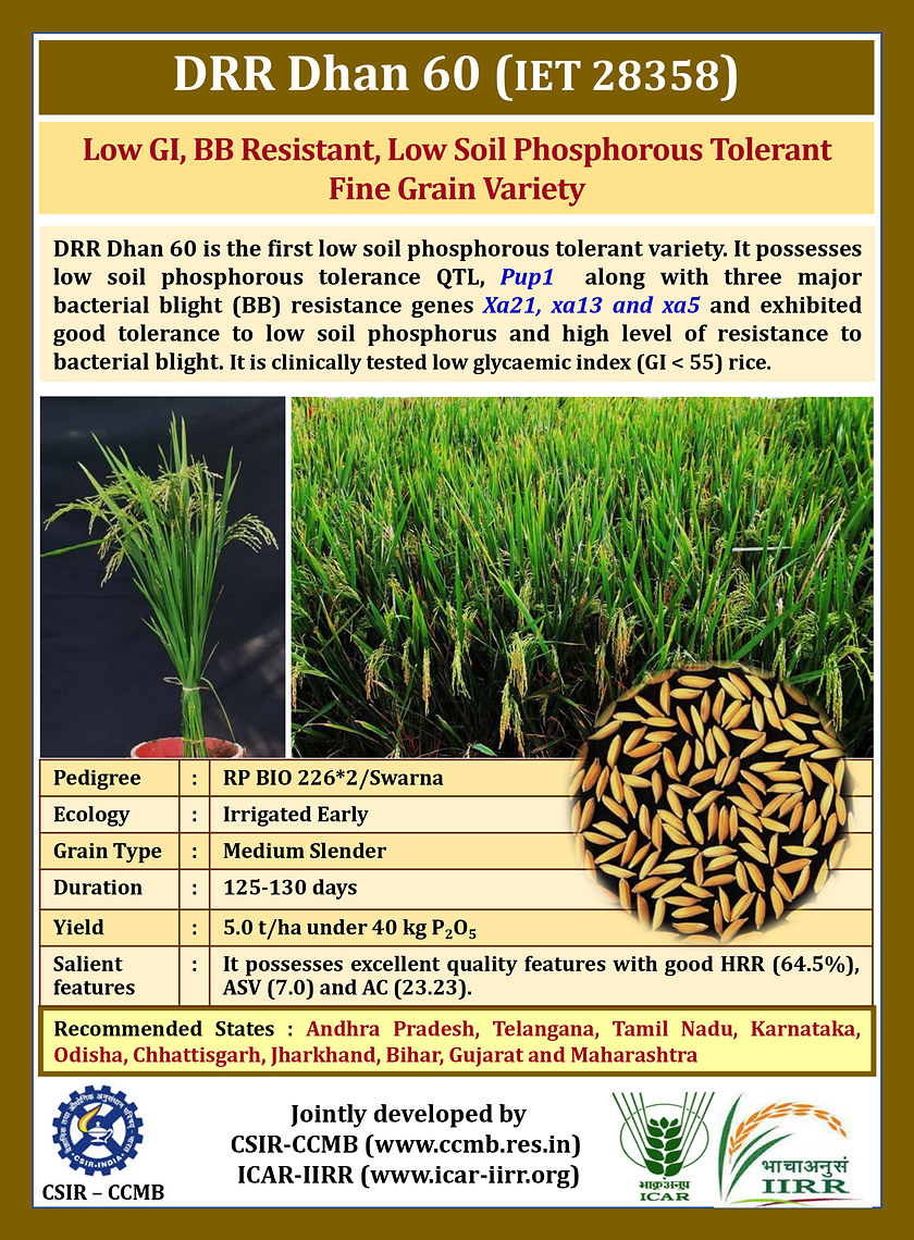 DRR Dhan 60 variety pamphlet